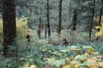 2008_10_30_Mult_Falls_12mi_0418