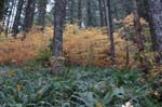 2008_10_30_Mult_Falls_12mi_0419