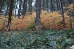 2008_10_30_Mult_Falls_12mi_0420