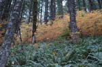 2008_10_30_Mult_Falls_12mi_0421