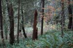 2008_10_30_Mult_Falls_12mi_0423