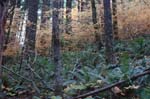 2008_10_30_Mult_Falls_12mi_0430