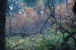 2008_10_30_Mult_Falls_12mi_0440