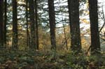 2008_10_30_Mult_Falls_12mi_0445