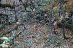 2008_10_30_Mult_Falls_12mi_0454