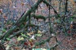 2008_10_30_Mult_Falls_12mi_0455