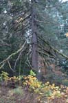 2008_10_30_Mult_Falls_12mi_0462