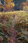 2008_10_30_Mult_Falls_12mi_0465