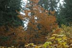 2008_10_30_Mult_Falls_12mi_0466