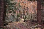 2008_10_30_Mult_Falls_12mi_0479