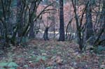 2008_10_30_Mult_Falls_12mi_0480