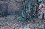 2008_10_30_Mult_Falls_12mi_0482