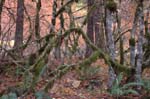 2008_10_30_Mult_Falls_12mi_0483