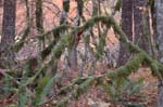 2008_10_30_Mult_Falls_12mi_0484
