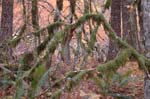 2008_10_30_Mult_Falls_12mi_0485