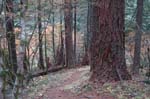 2008_10_30_Mult_Falls_12mi_0493
