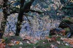 2008_10_30_Mult_Falls_12mi_0508