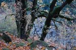 2008_10_30_Mult_Falls_12mi_0509