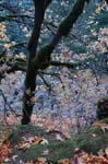 2008_10_30_Mult_Falls_12mi_0510