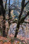 2008_10_30_Mult_Falls_12mi_0511