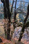 2008_10_30_Mult_Falls_12mi_0512
