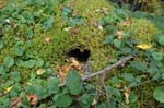 2008_10_30_Mult_Falls_12mi_0525