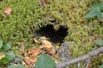 2008_10_30_Mult_Falls_12mi_0526