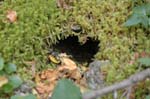 2008_10_30_Mult_Falls_12mi_0527