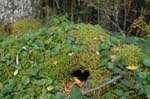 2008_10_30_Mult_Falls_12mi_0528