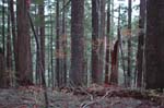 2008_10_30_Mult_Falls_12mi_0536