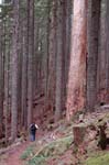 2008_10_30_Mult_Falls_12mi_0544