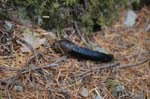 2008_10_30_Mult_Falls_12mi_0545