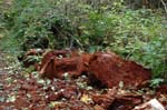 2008_10_30_Mult_Falls_12mi_0586