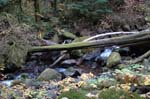 2008_10_30_Mult_Falls_12mi_0593