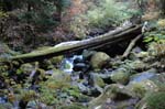 2008_10_30_Mult_Falls_12mi_0600