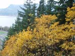 2008_10_30_Mult_Falls_12mi_Oly_0017