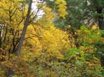 2008_10_30_Mult_Falls_12mi_Oly_0021