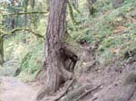 2008_10_30_Mult_Falls_12mi_Oly_0022