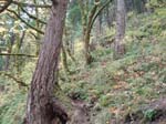 2008_10_30_Mult_Falls_12mi_Oly_0024