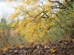 2008_10_30_Mult_Falls_12mi_Oly_0025