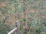 2008_10_30_Mult_Falls_12mi_Oly_0033