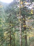 2008_10_30_Mult_Falls_12mi_Oly_0036