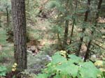 2008_10_30_Mult_Falls_12mi_Oly_0041