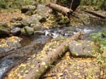 2008_10_30_Mult_Falls_12mi_Oly_0051
