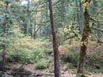 2008_10_30_Mult_Falls_12mi_Oly_0052