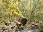 2008_10_30_Mult_Falls_12mi_Oly_0053