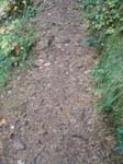 2008_10_30_Mult_Falls_12mi_Oly_0066
