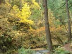 2008_10_30_Mult_Falls_12mi_Oly_0072