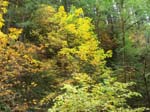 2008_10_30_Mult_Falls_12mi_Oly_0075