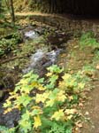 2008_10_30_Mult_Falls_12mi_Oly_0082